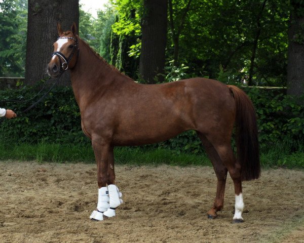 jumper Diva-Rojal (German Riding Pony, 2011, from Vincente)