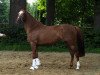 jumper Diva-Rojal (German Riding Pony, 2011, from Vincente)