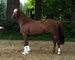 Springpferd Diva-Rojal (Deutsches Reitpony, 2011, von Vincente)