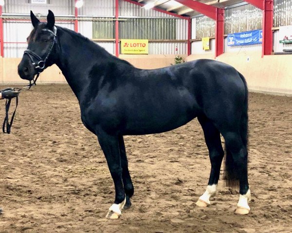 Pferd Tess (Schweres Warmblut, 2016, von Elixier)