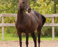 broodmare Catania (German Riding Pony, 2005, from Diamond)