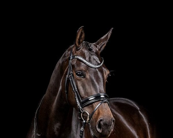 dressage horse Golden Kiss (Westphalian, 2015, from Goldberg 15)