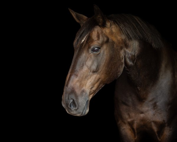 Pferd Monticelli (Kleines deutsches Reitpferd, 2004, von Molager-Maestro)