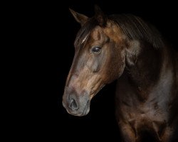 dressage horse Monticelli (Kleines deutsches Reitpferd, 2004, from Molager-Maestro)