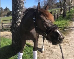 dressage horse Starlight 354 (Deutsches Reitpony, 2015, from Nature Boy)