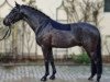 dressage horse Dance for Us 4 (German Riding Pony, 2016, from Dance For Me)