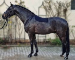 dressage horse Dance for Us 4 (Deutsches Reitpony, 2016, from Dance For Me)