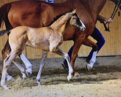 dressage horse Fürst Frieder K.B. (German Sport Horse, 2016, from Fürsten-Look)