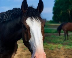 horse United Colors 3 (Westphalian, 2012, from Uptown)