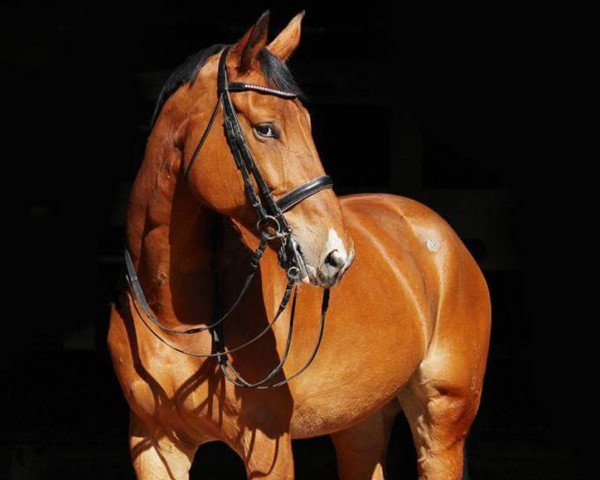 dressage horse Uccella (Holsteiner, 2007, from Uccello)