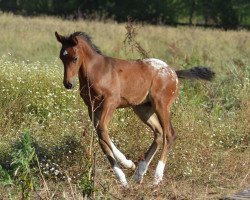 broodmare Jeanne D'arc Fly Z (Zangersheide riding horse, 2020, from Just In Time)