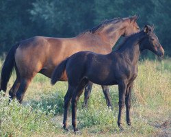 horse Jolly Jumper Fly Z (Zangersheide riding horse, 2018, from Just In Time)