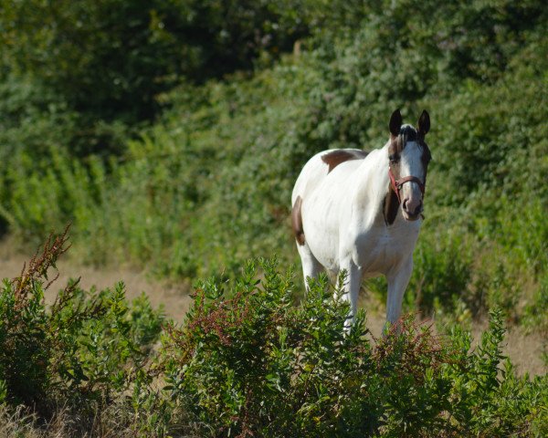 broodmare Full House Fly Z (Zangersheide riding horse, 2019, from Bonanza)