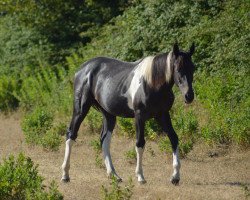 broodmare Ice N Fire Fly Z (Zangersheide riding horse, 2019, from Ice Man du Houssoit)