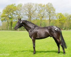 stallion Peru's Armani (Nederlands Rijpaarden en Pony, 2012, from Sartos Showtime)