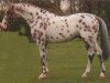 stallion Palousa Santos (Appaloosa, 1994, from De Saint Urus d'Olympe x)