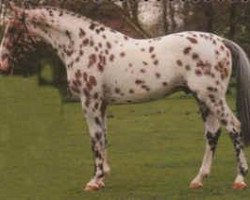 Deckhengst Palousa Santos (Appaloosa, 1994, von De Saint Urus d'Olympe x)