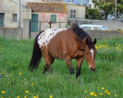 Zuchtstute Zita (Appaloosa, 2004, von Bratt)