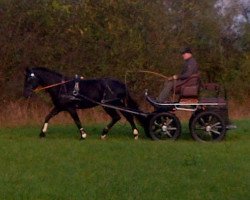 broodmare Ruby (Oldenburg, 2011, from Swarovski)