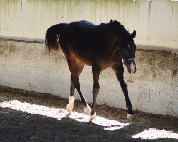 broodmare Negroni Fly (KWPN (Royal Dutch Sporthorse), 2018, from Just In Time)