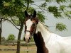 jumper James Bont Fly (KWPN (Royal Dutch Sporthorse), 2014, from Ceasar ter Linden)