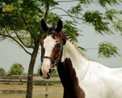 Springpferd James Bont Fly (KWPN (Niederländisches Warmblut), 2014, von Ceasar ter Linden)