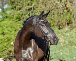 dressage horse Caya Rose (Oldenburg, 2015, from Schwarzgold)