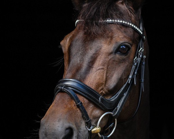 dressage horse Nymphenburgs Sunshine (Hanoverian, 2009, from San Amour I)