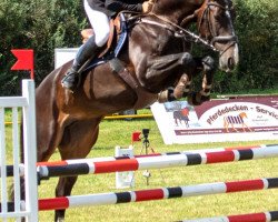 jumper So Happy HT (Zangersheide riding horse, 2015, from Solid Gold Z)