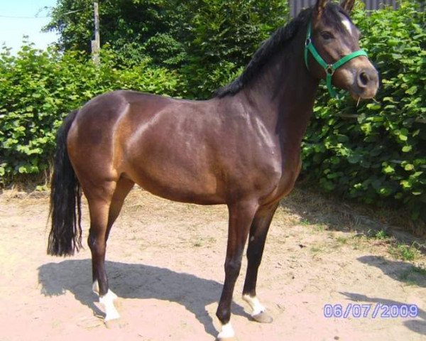 Zuchtstute Coletta (Deutsches Reitpony, 2008, von Cassini)