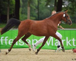 Zuchtstute Cynthia (Deutsches Reitpony, 2009, von Cassini)