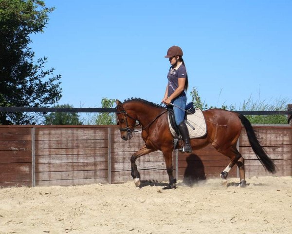 Dressurpferd Cuzco (Deutsches Reitpony, 2017, von Cassini)