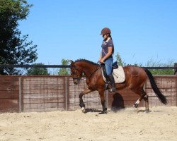 dressage horse Cuzco (German Riding Pony, 2017, from Cassini)