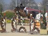 jumper Batida du Rouet (Oldenburg show jumper, 2005, from Balou du Rouet)