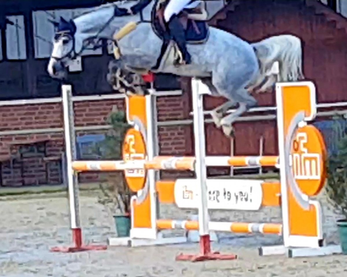 jumper Crazy Daisy Kb (Westphalian, 2016, from Congress)