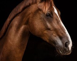 broodmare Danish Beauty (Hanoverian, 2009, from Don Primus)