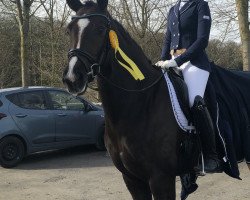 dressage horse Beverly 84 (Westphalian, 2015, from Belissimo NRW)