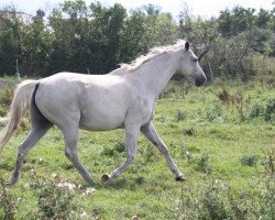 broodmare Wallonie 9 (Westphalian, 2002, from Wellcome)