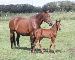 broodmare Pariona (Oldenburg, 1997, from Don Gregory)