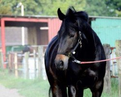 broodmare Rock das Ding (Westphalian, 2009, from Rock Forever NRW)