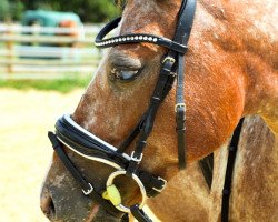 horse Beauty (Nederlands Appaloosa Pony, 2010)