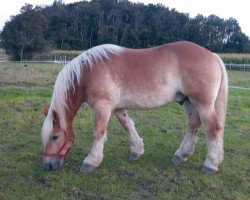 horse Anton (Rheinisch-Westfälisches Draughthorse, 2010, from Emsländer)