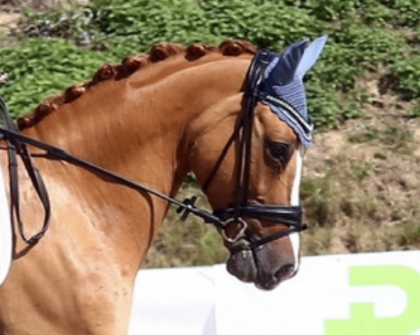 dressage horse Dornik's Champion (German Riding Pony, 2011, from Dornik B)