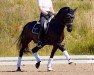 dressage horse Victory (German Riding Pony, 2003, from Vincente)