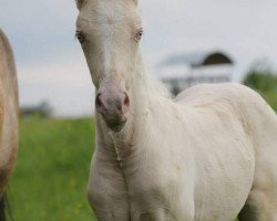 horse Cara Mia (German Riding Pony, 2020, from Cassini)