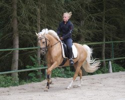 horse Prinzi (German Riding Pony, 2005, from Cassini)