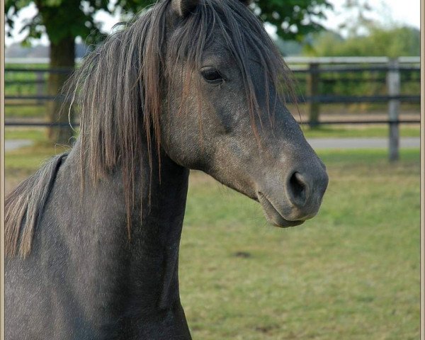 Pferd Cassinis Nachtschatten (Deutsches Reitpony, 2011, von Cassini)