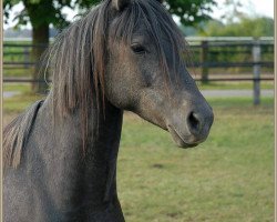 Pferd Cassinis Nachtschatten (Deutsches Reitpony, 2011, von Cassini)