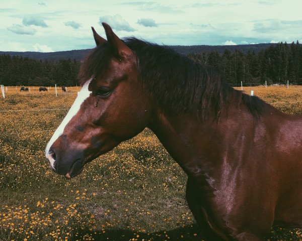 Pferd Con Carne (Deutsches Reitpony, 2007, von Campari)