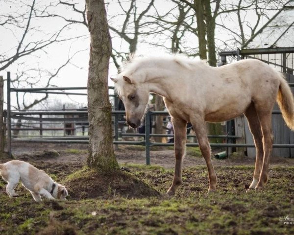 Dressurpferd Cecil (Deutsches Reitpony, 2017, von Cassini)